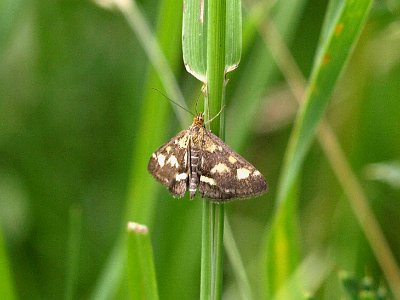Purpermot, (micro)  Pyrausta purpuralis.JPG